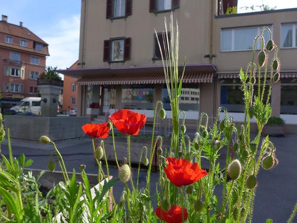 Roter Mohn vor dem Cultibo