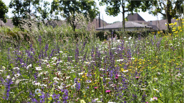 Blumenwiesen Wangen-Brüttisellen