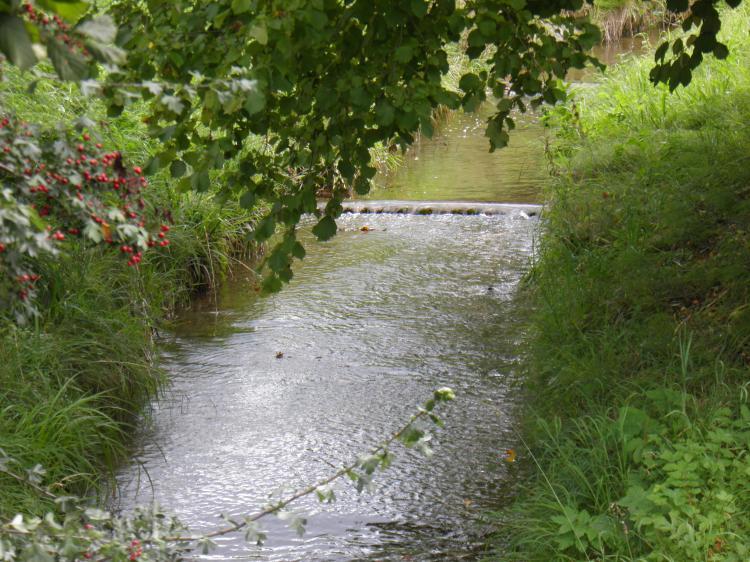 Wildbach3