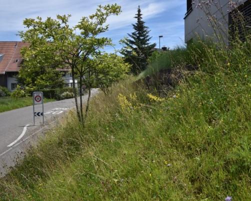 Böschung am Strassenrand