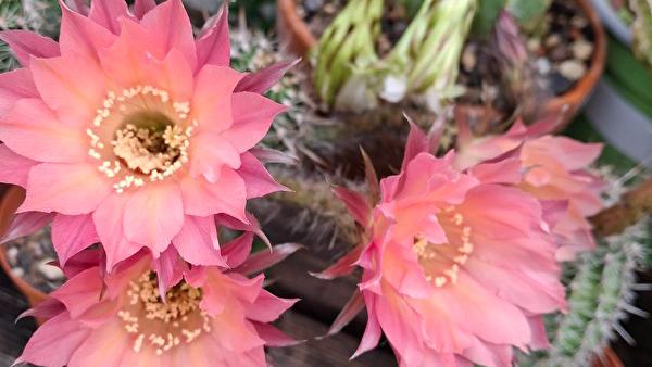 botanischer garten