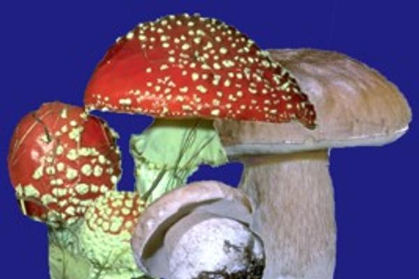 Foto Pilze