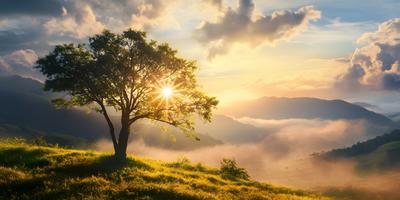 Baum mit untergehender Sonne