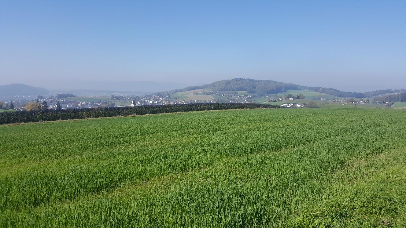Maiengrün_1