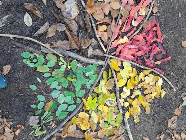 Herbstblätter