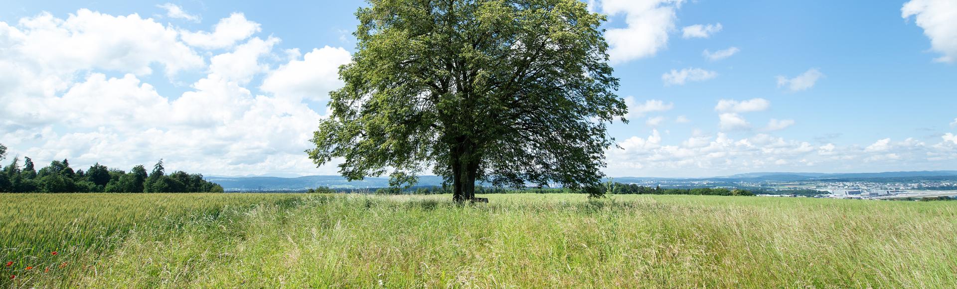 Linde in Gerlisberg