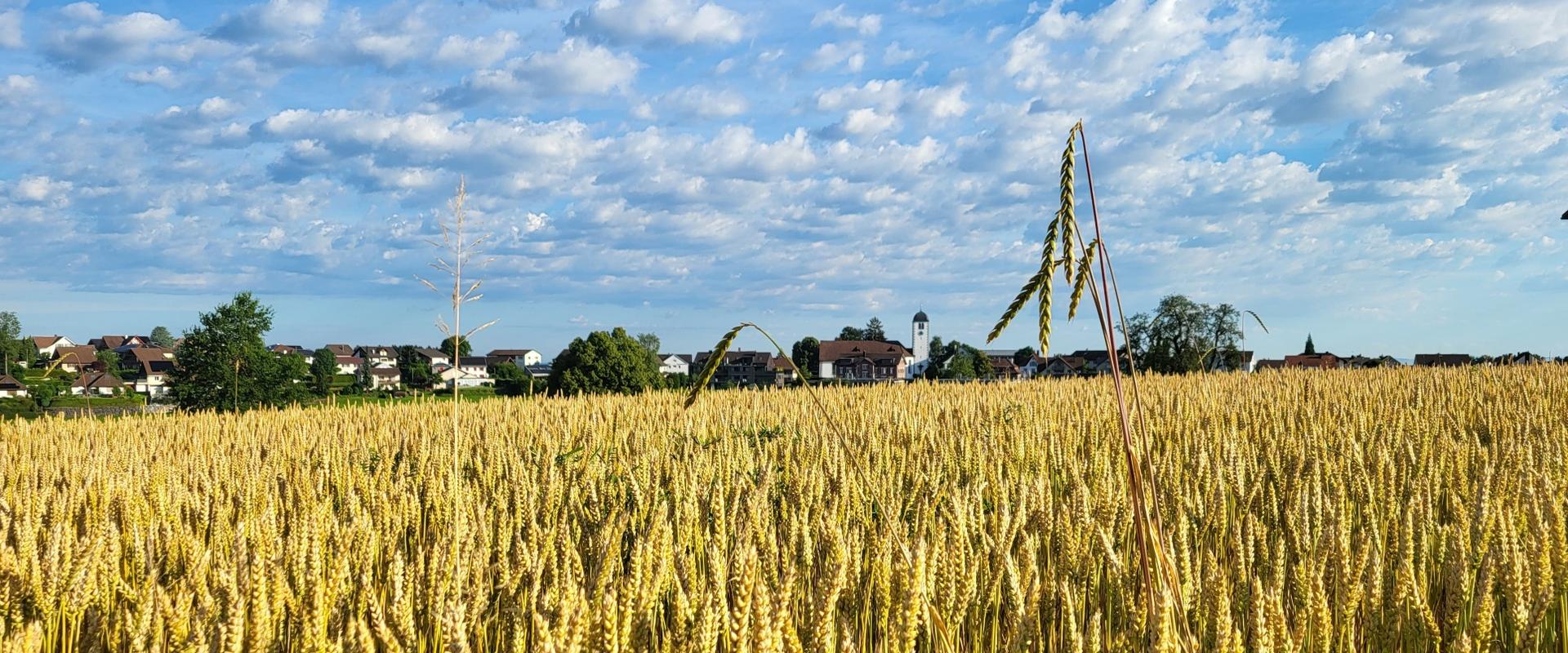 Sommer