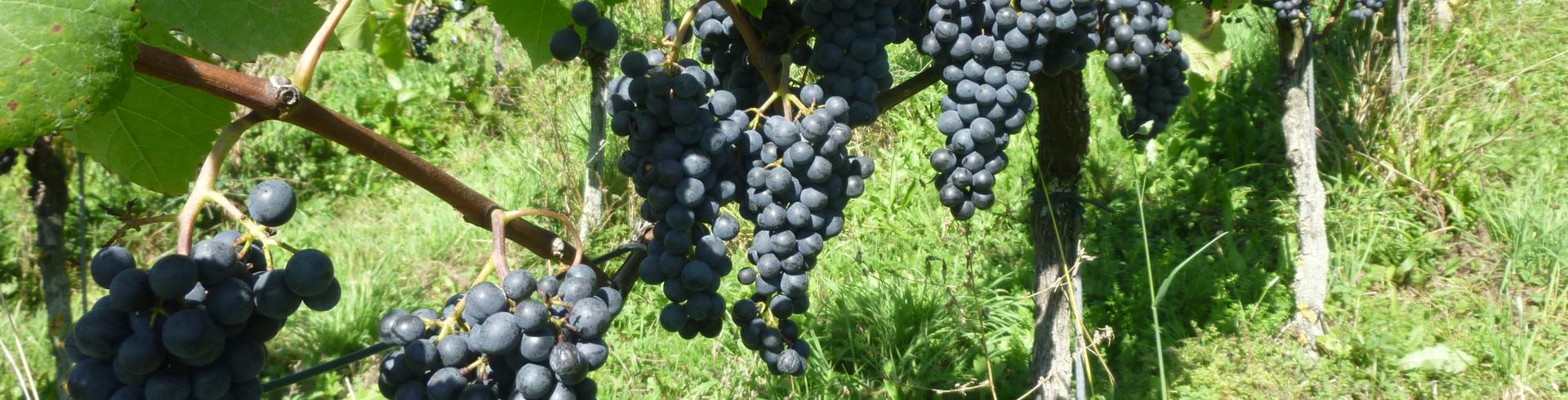 wein