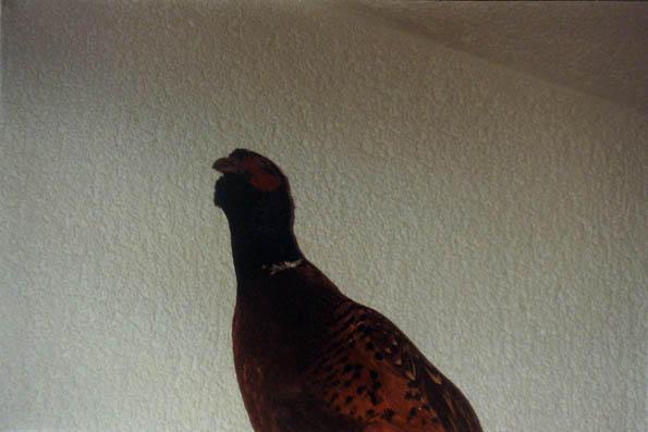 Ptica koju je moj babo ulovio sa izrazito šarenim perjem.
Ein Vogel mit bunten Federn, den mein Vater gejagt hat.