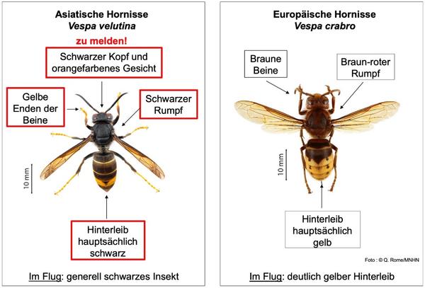 Asiatische Hornisse vs. Europäische Hornisse