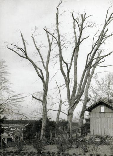 Am 15. August 1982 hat der regionale, orkanartige Sturm im Schlosspark grosse Schäden angerichtet. In der Folge entschied man sich u.a. die stark geschädigten Platanen nicht zu fällen, sondern „baumchirurgisch“ zu behandeln.

