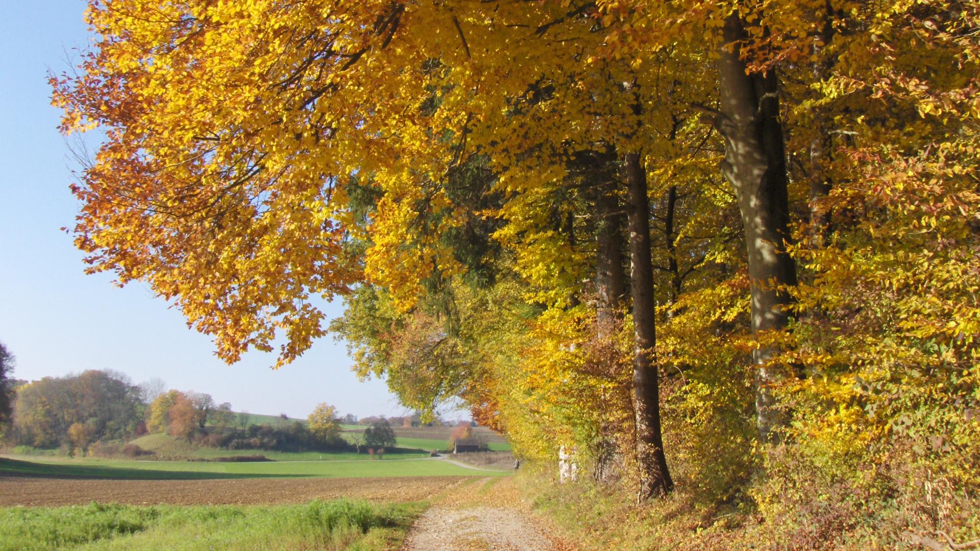 Kiesweg am Waldrand