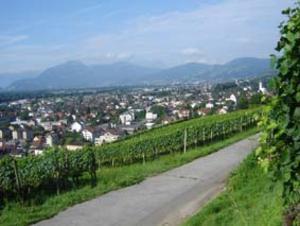 Rebbau in Balgach heute
