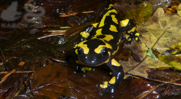 Image d'une grenouille