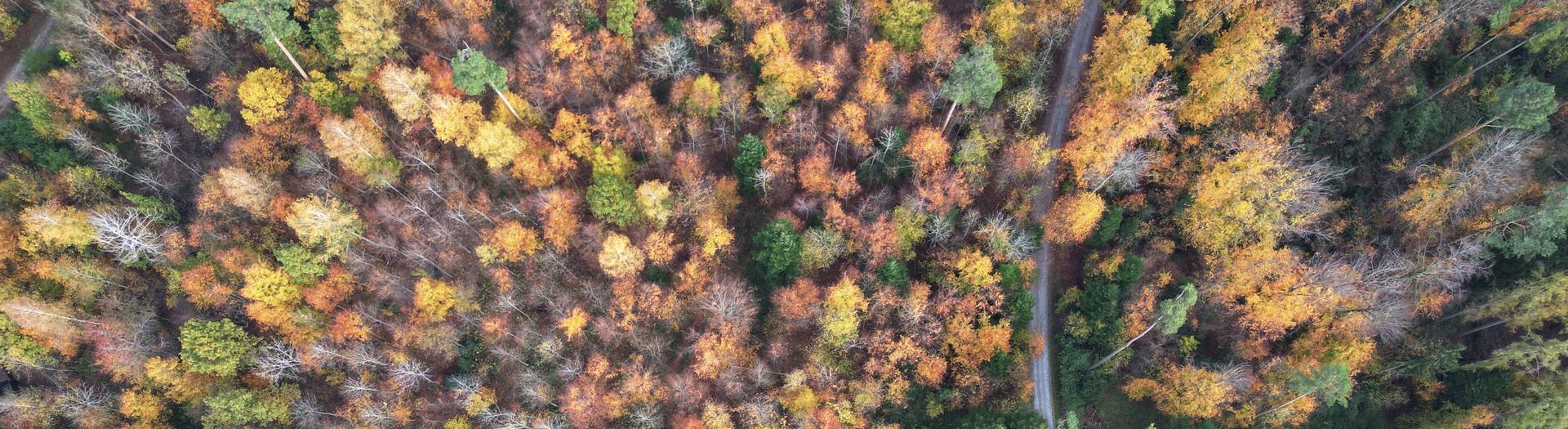 Allmend Herbst