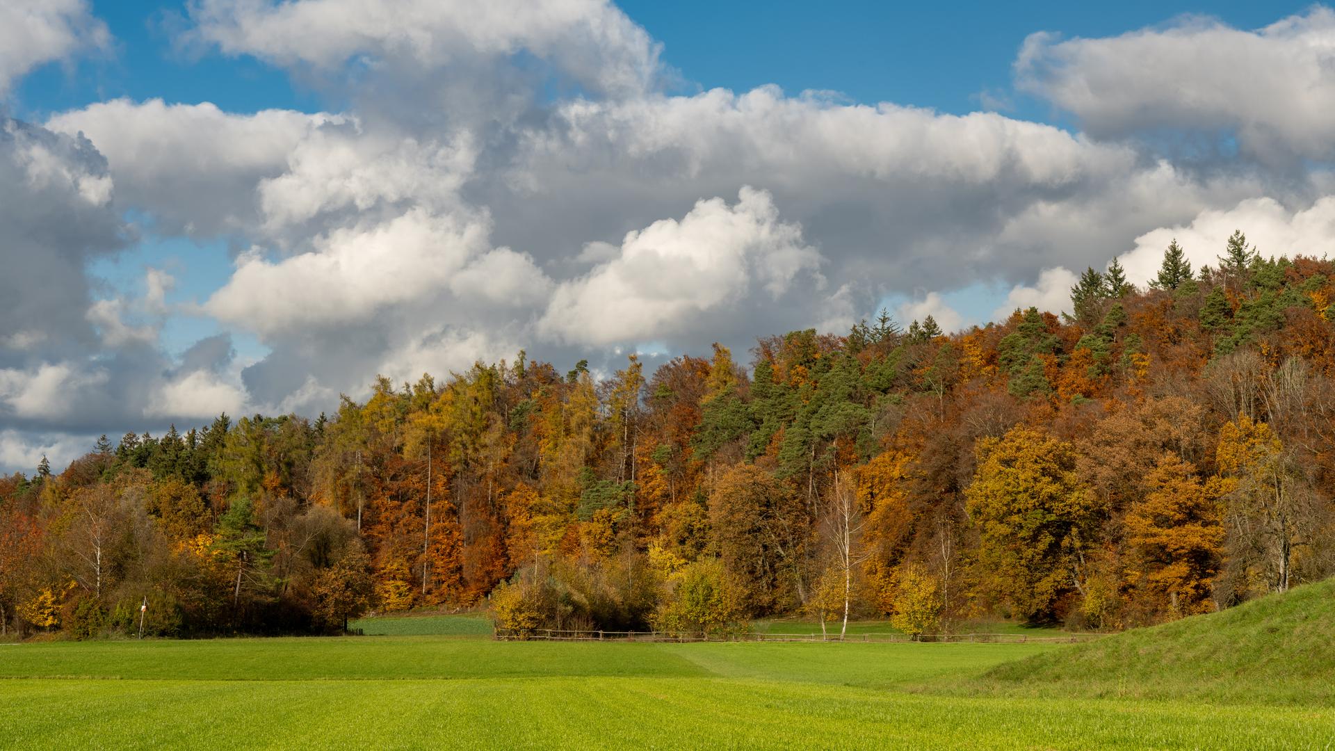 Verfärbter Wald  mit grüner Wiese