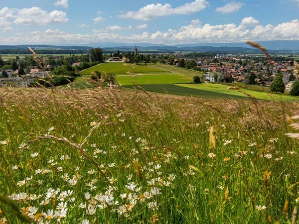 Frühling auf dem Höchfeld