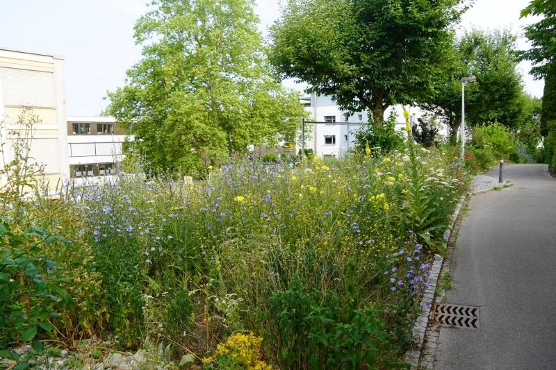 bunte Wiese an Wegrand