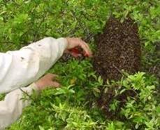 Der Imker fängt ausgeflogenen Bienenschwarm fachgerecht ein.