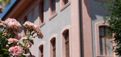 Rathaus mit Rosen