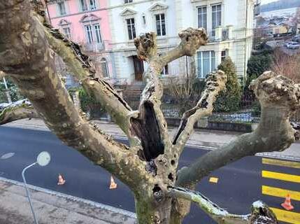Platanes - Prise de position du CM