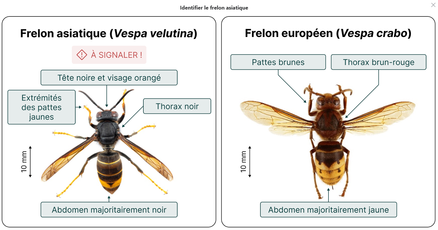 Source: www.frelonasiatique.ch