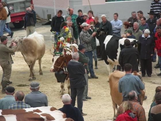 Viehschau 2008
