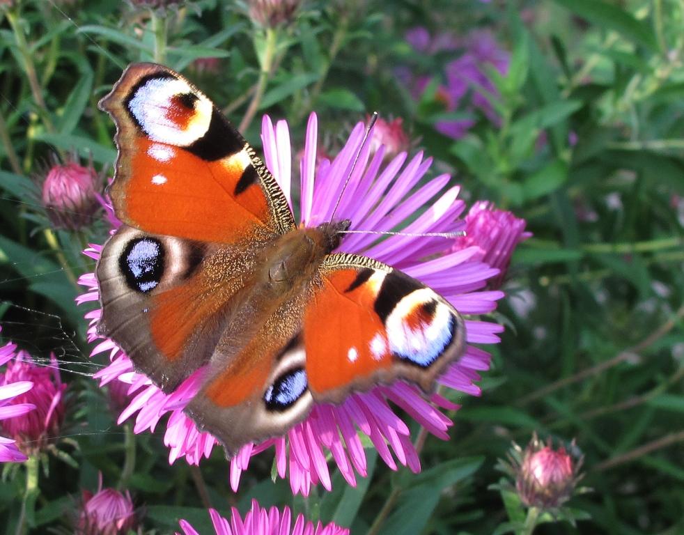 Tierwelt