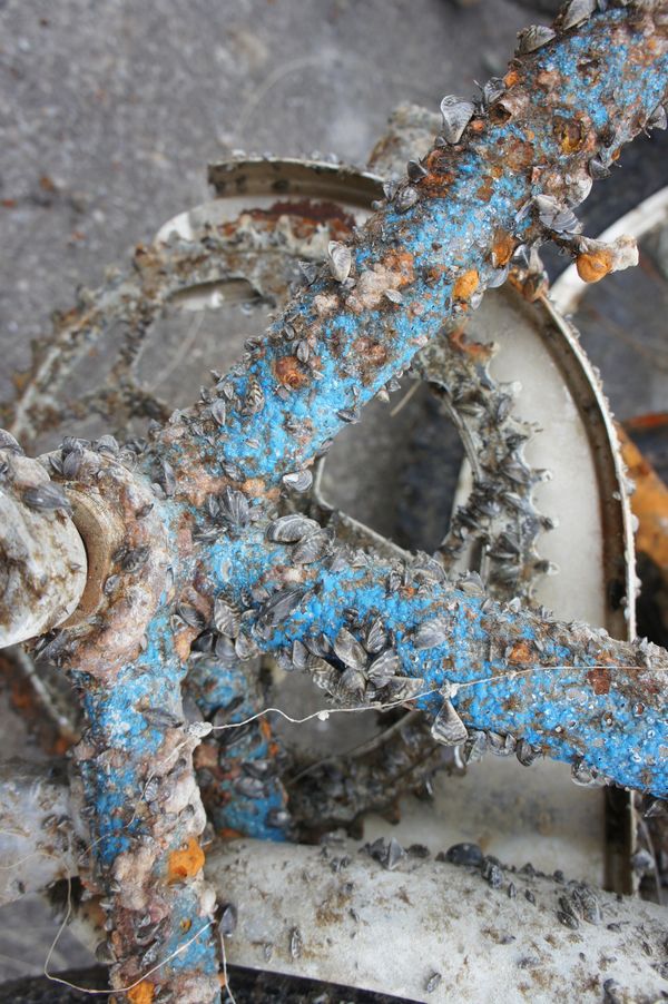 Bild Wandermuscheln an einem versenkten Velo.