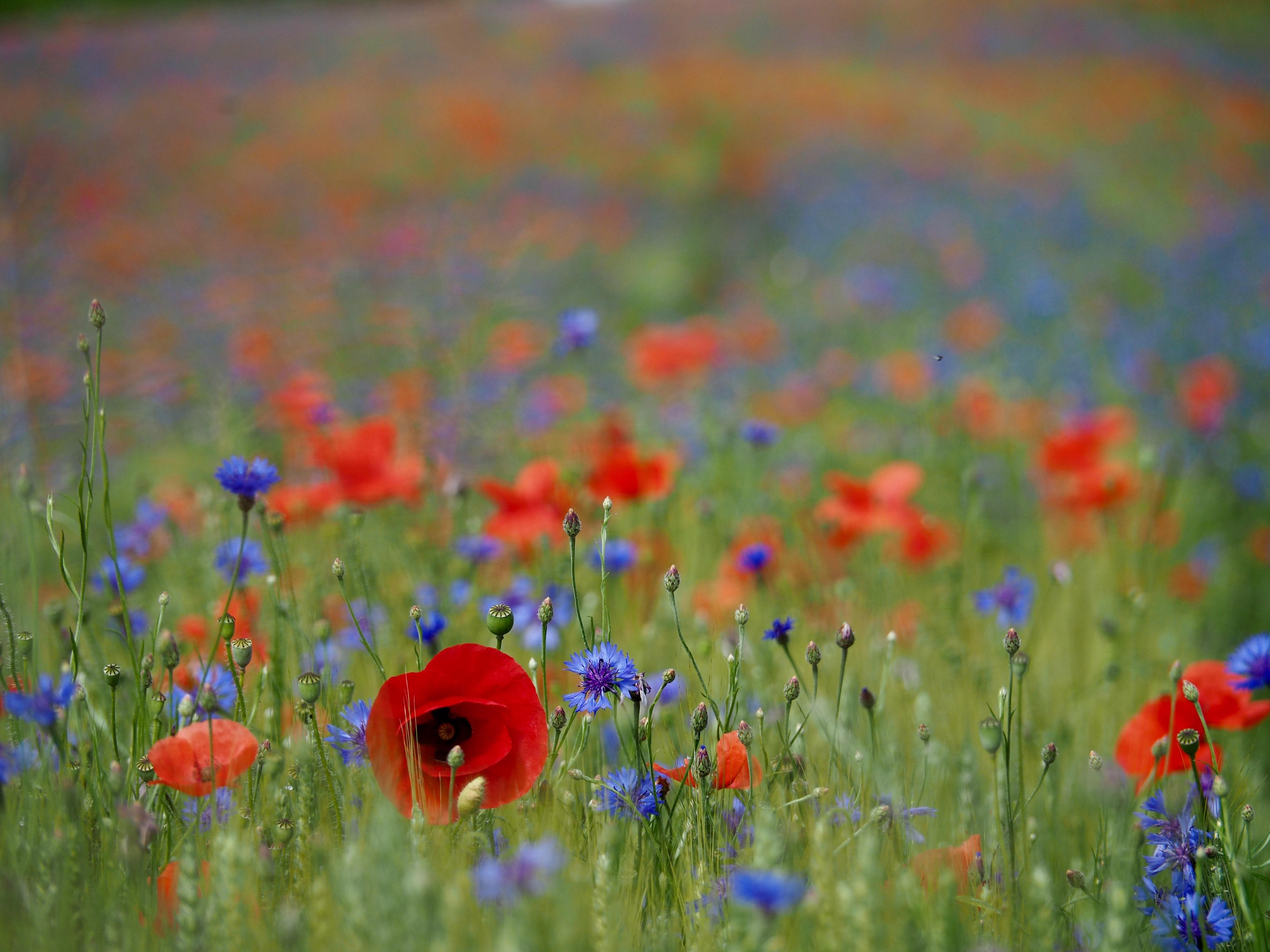 Mohn und Kornblumen in Getreidefeld