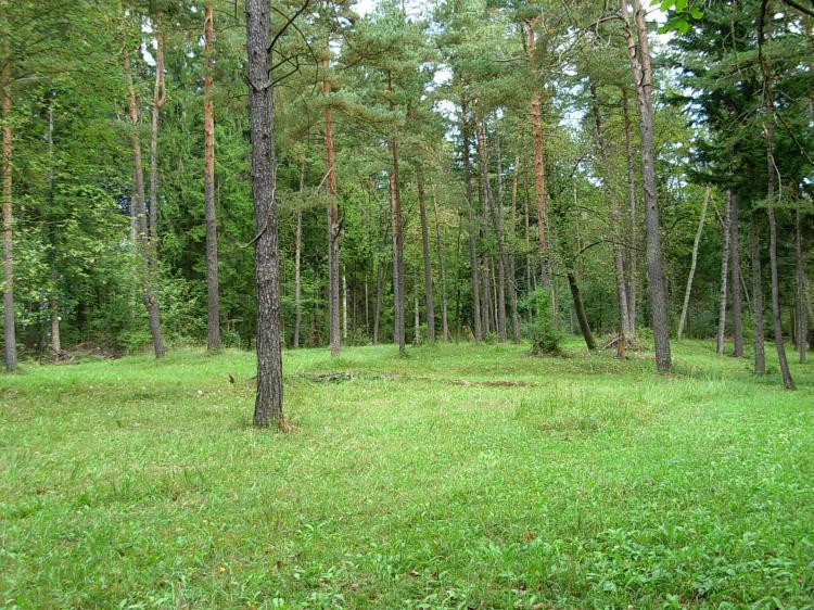 Wald