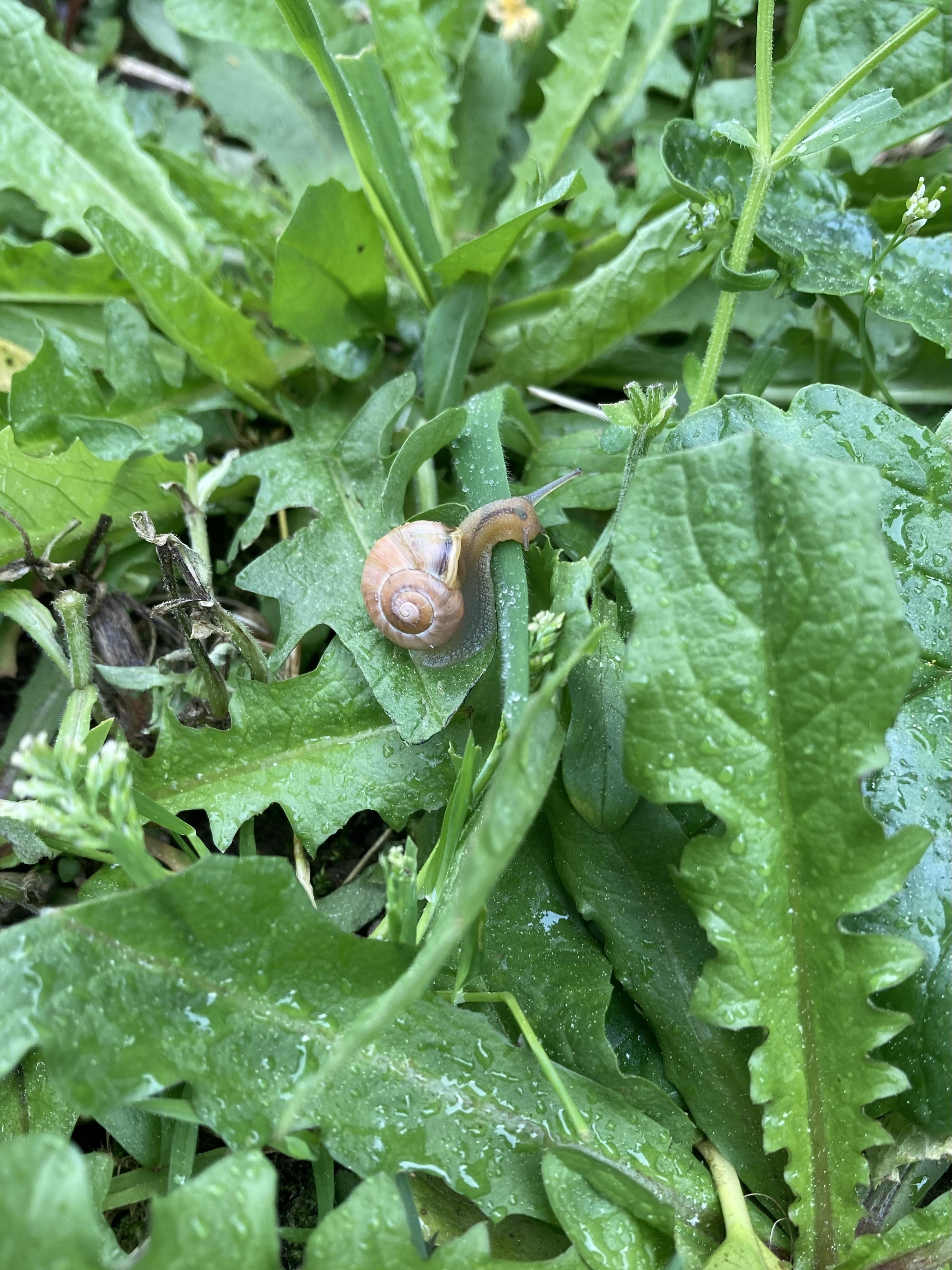 Gartenbänderschnecke