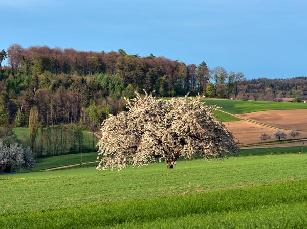 Blühender Kirschbaum