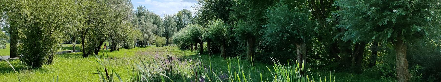 Im Hohfurenpark gibt es Schilf, blühende Blumen, Büsche und Bäume