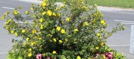 fleurs