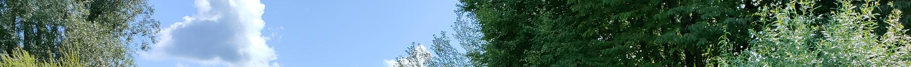 Im Hohfurenpark gibt es Schilf, blühende Blumen, Büsche und Bäume