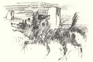 Bild: Fuchs mit zwei Köpfen