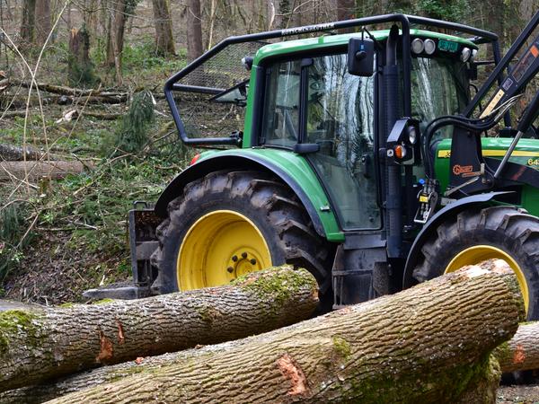 Sicherheitsholzschlag im Rantelwald
