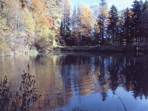 Blick auf Weiher im Herbst