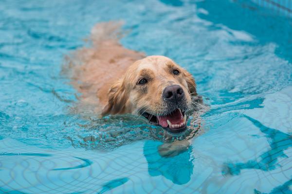 Bild von Hund beim Schwimmen