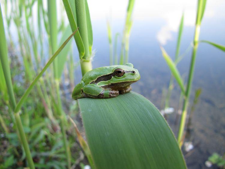 Laubfrosch; Foto Andreas Baumann