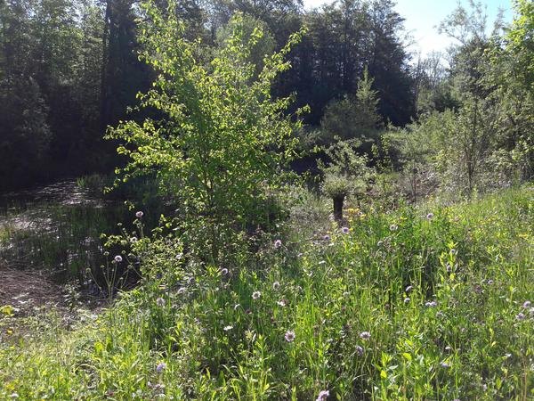Wald