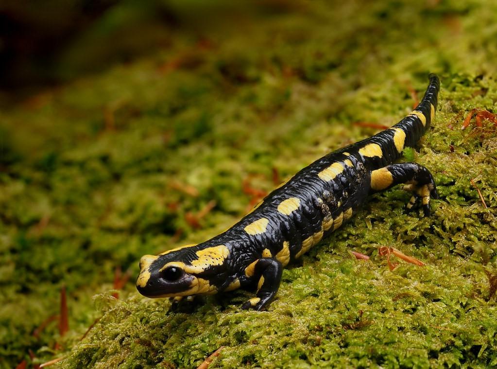Feuersalamander