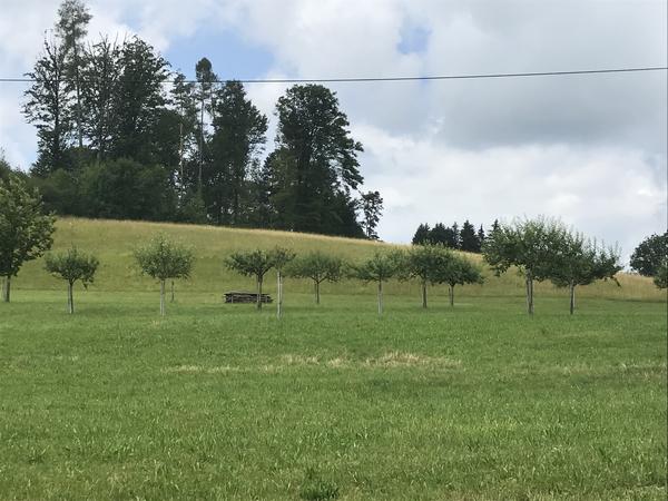 Obstgarten / Wiese Lochacher