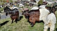 Ziegenschau in Bratsch