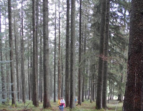 Gottschalkenberg-Wald