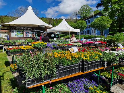 St-Cergue - marché aux fleurs et plantons