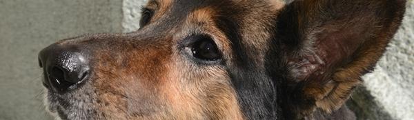 Anmeldung von Hunden