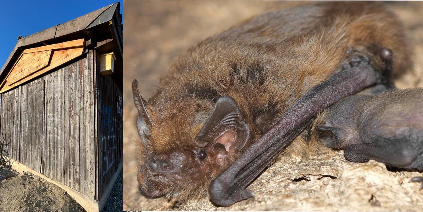 Fledermaus