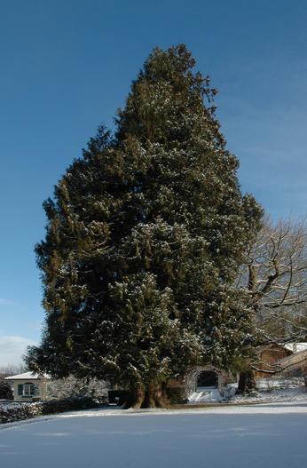 Thuja plicata

- Heimat: Westl. N-Amerika
- blüht im März und wird 30 m hoch, Heimat bis 60 m.
- Besonderes: Ganze Pflanze sehr giftig. Seit 1853 in Kultur. In Heimat bis 1000 Jahre alt. Holz ist zäh und fäulnisresistent. Durch Sturm 1982 beschädigt.
